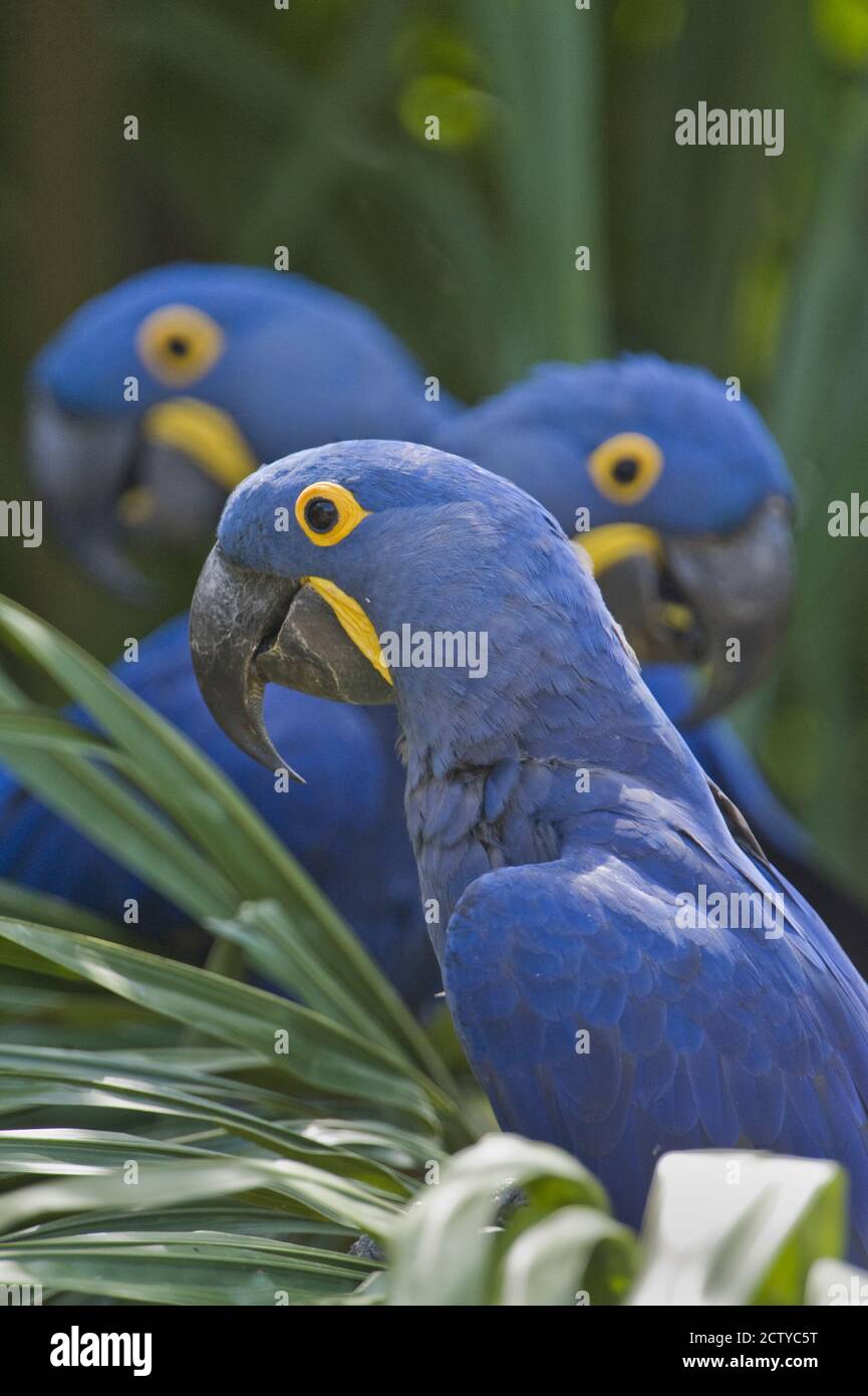 Des aras de jacinthe (Anodorhynchus hyacinthinus) perching sur une branche, Brésil Banque D'Images