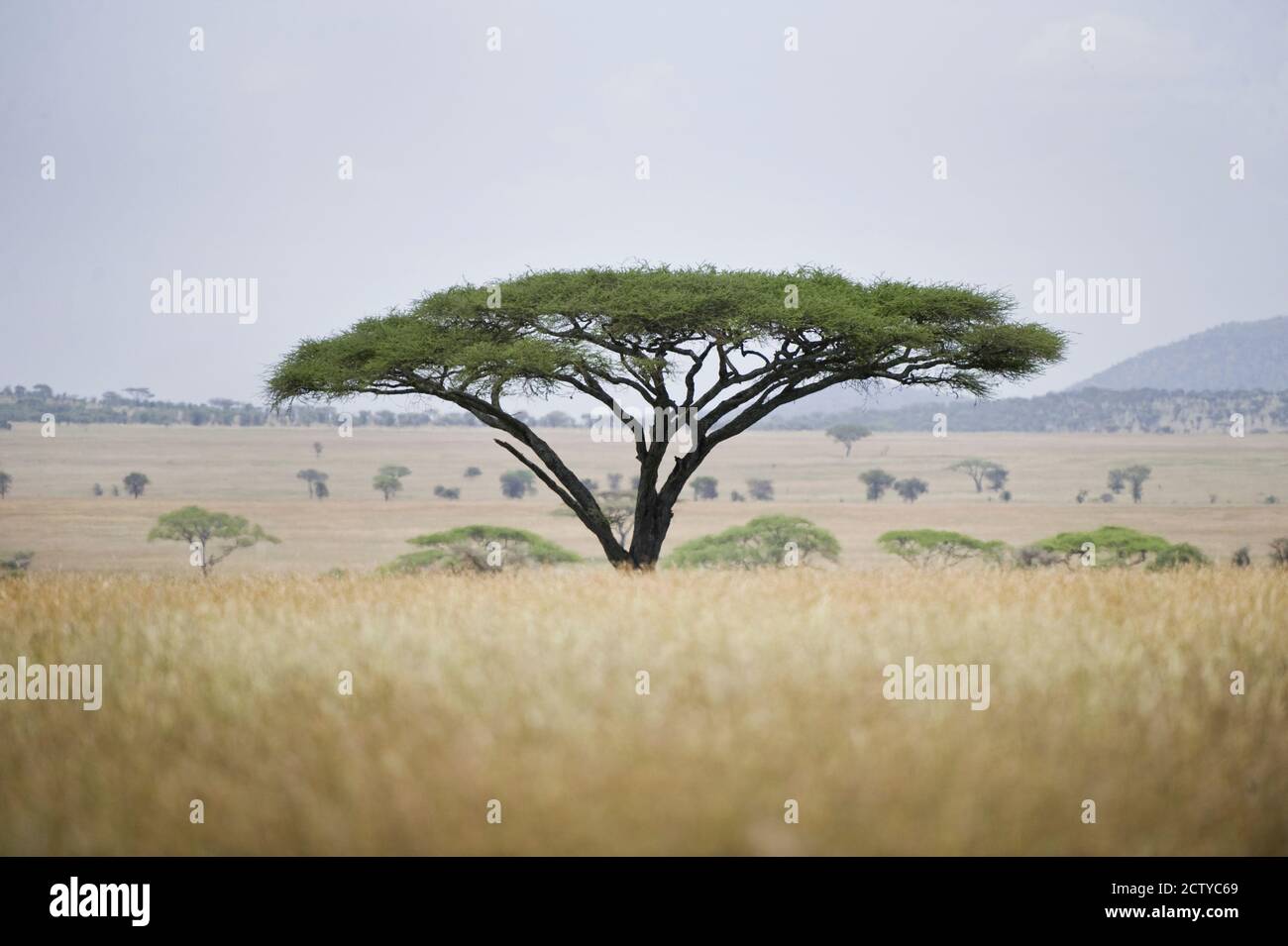 Parapluie Thorn acacia (Acacia tortilis) arbres dans un champ, Tanzanie Banque D'Images