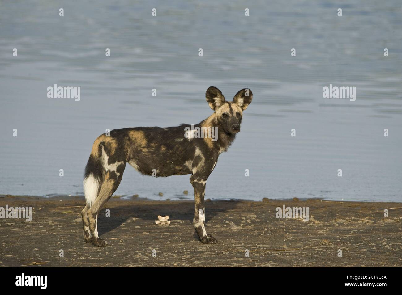 Chien sauvage africain (Lycaon pictus) au bord de la rivière, en Tanzanie Banque D'Images