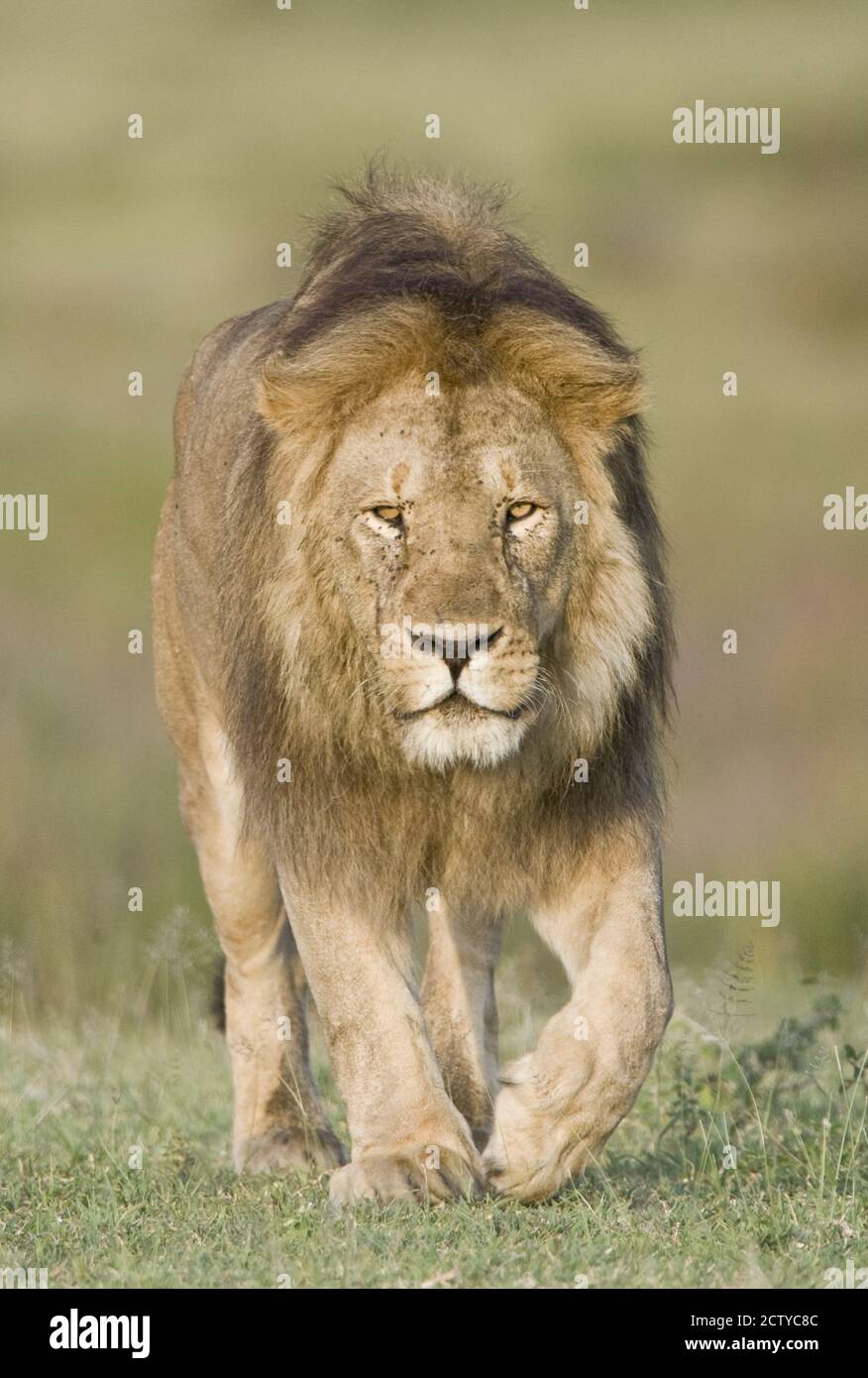 Lion (Panthera leo) marchant, Tanzanie Banque D'Images