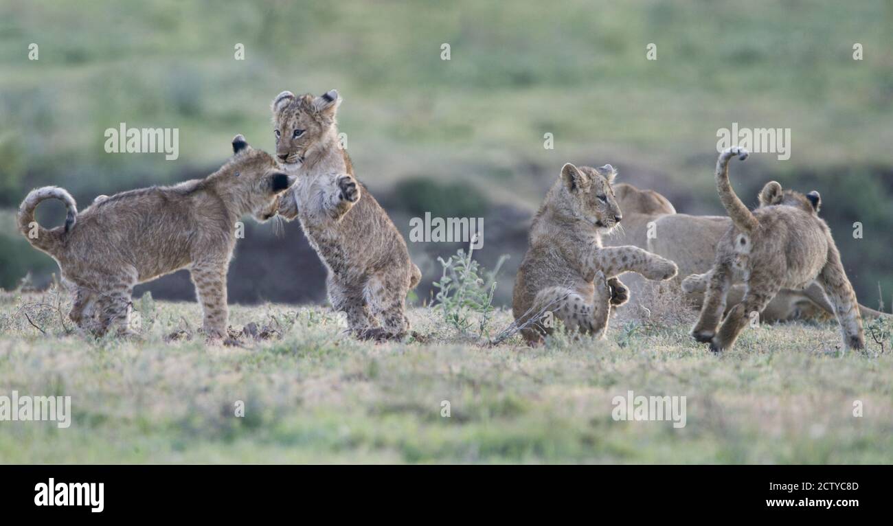 Lion Cubs (Panthera leo) en jeu, Tanzanie Banque D'Images