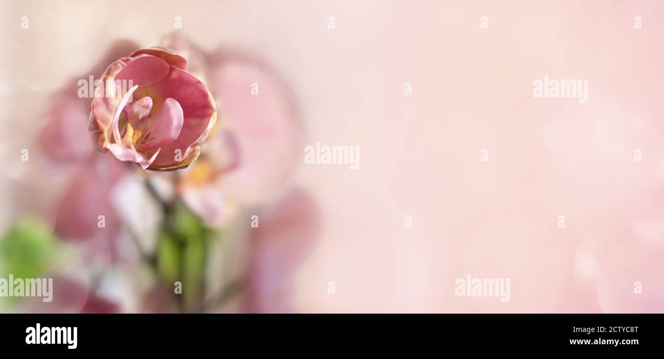 Happy Birthday Card Pink Orchid Banque D Image Et Photos Alamy