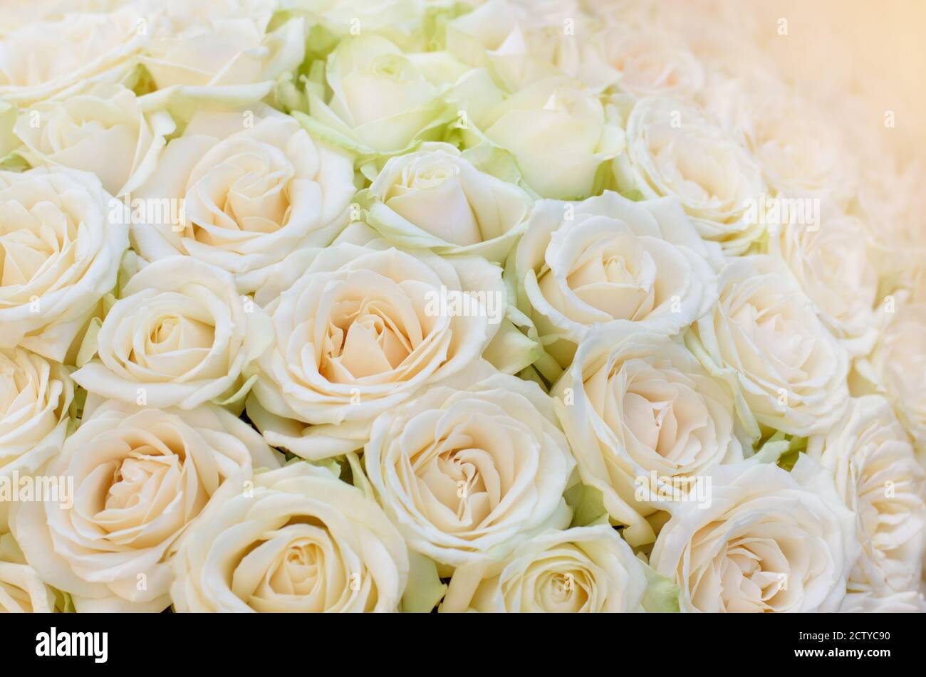 Bouquet de rose blanche Banque de photographies et d'images à haute  résolution - Alamy