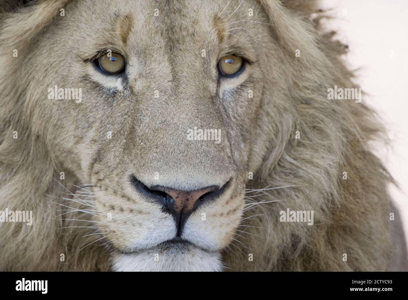 Gros plan d'un lion mâle (Panthera leo), Tanzanie Banque D'Images