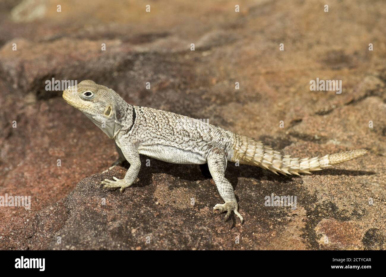 Gros plan d'un lézard (Oplurus cyclurus), Madagascar Banque D'Images