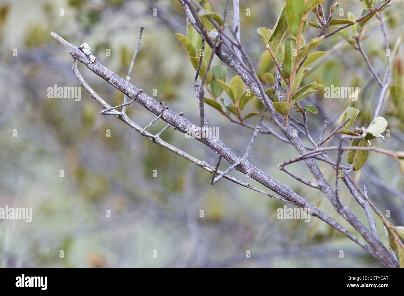 Bâtons de marche accouplement sur la branche, Madagascar Banque D'Images