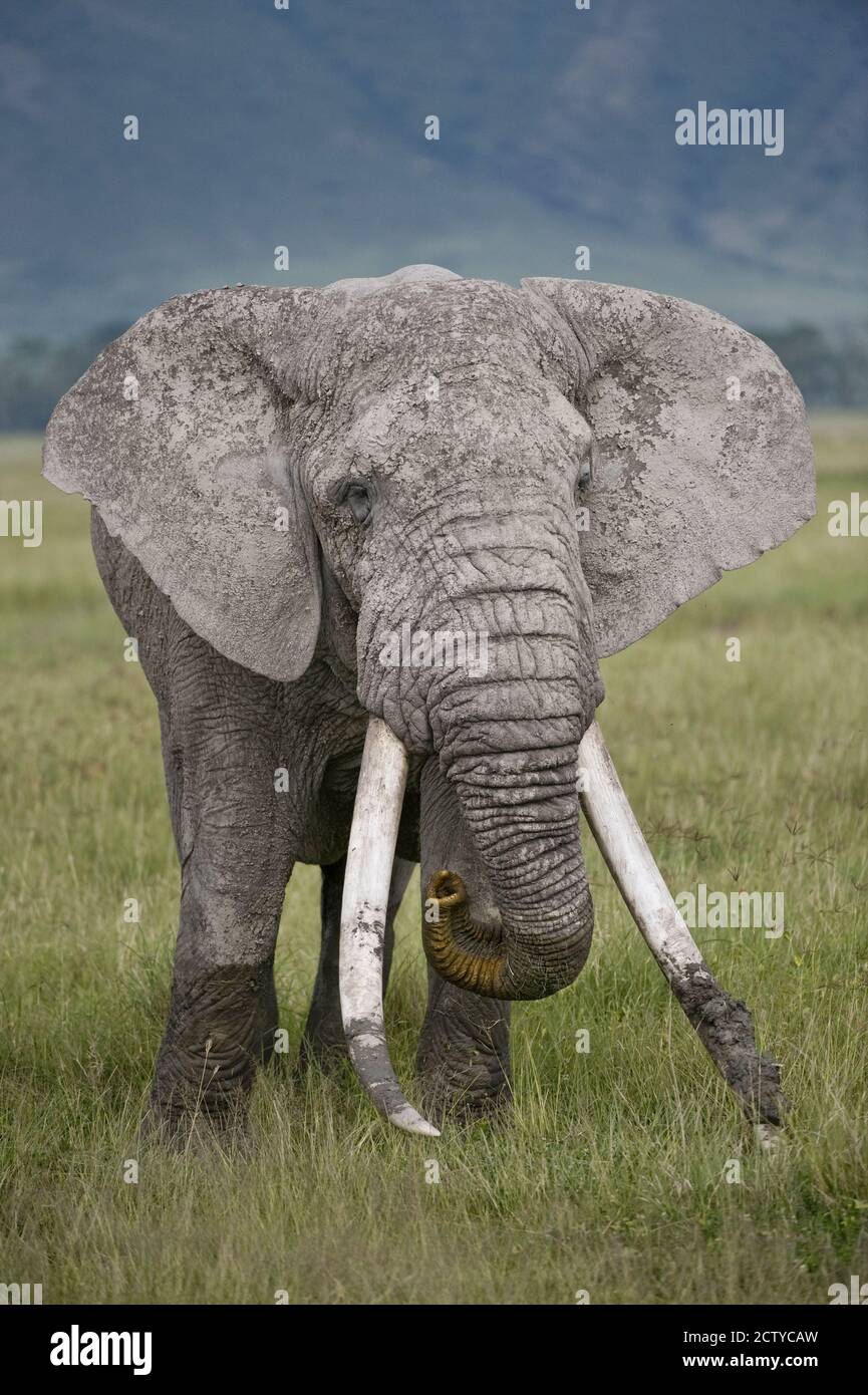 L'éléphant africain (Loxodonta africana), Tanzanie Banque D'Images