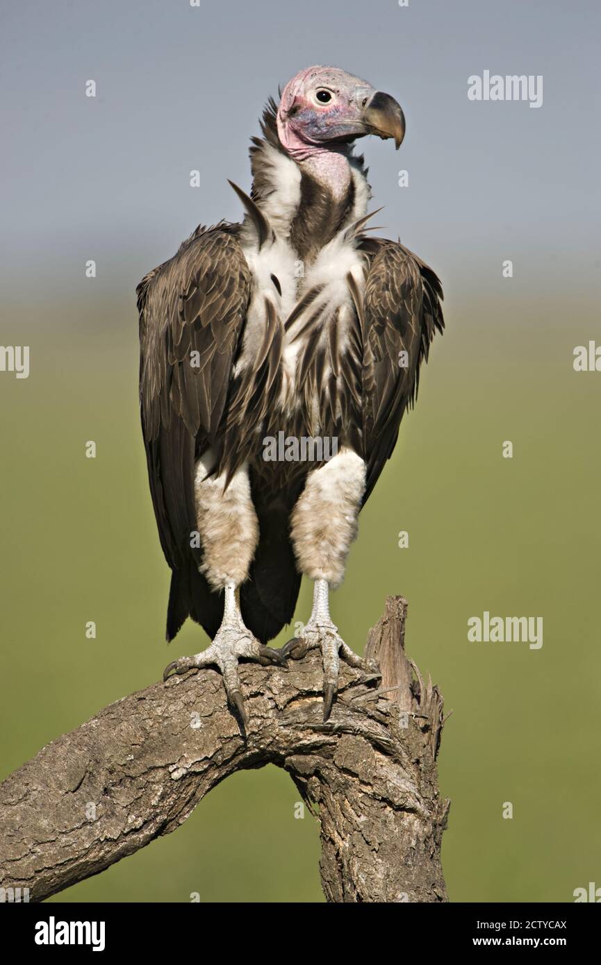 Vautour de Lappet (Torgos tracheliotos) perçant sur une branche, Tanzanie Banque D'Images