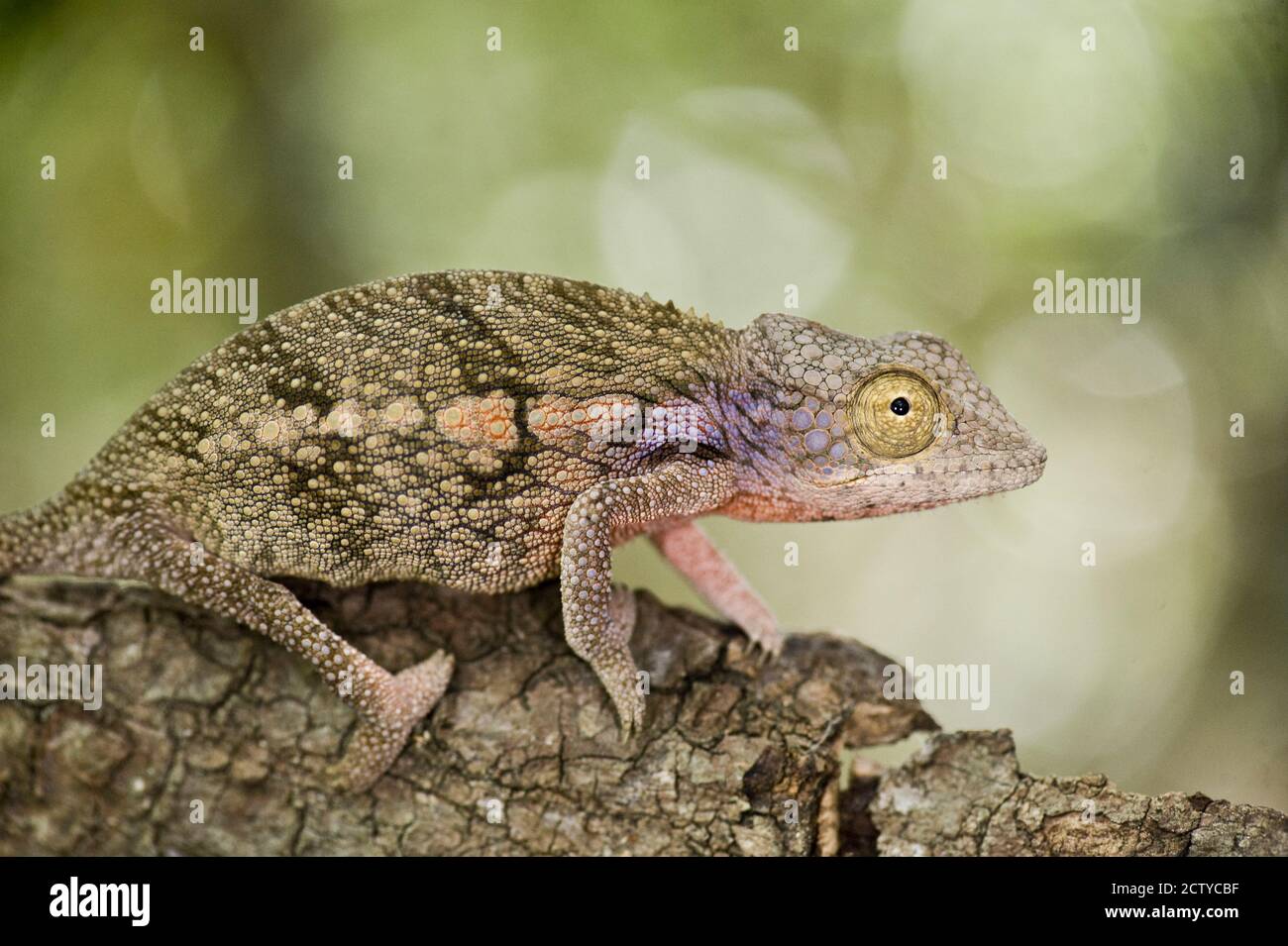 Gros plan d'un caméléon sur une succursale, Madagascar Banque D'Images