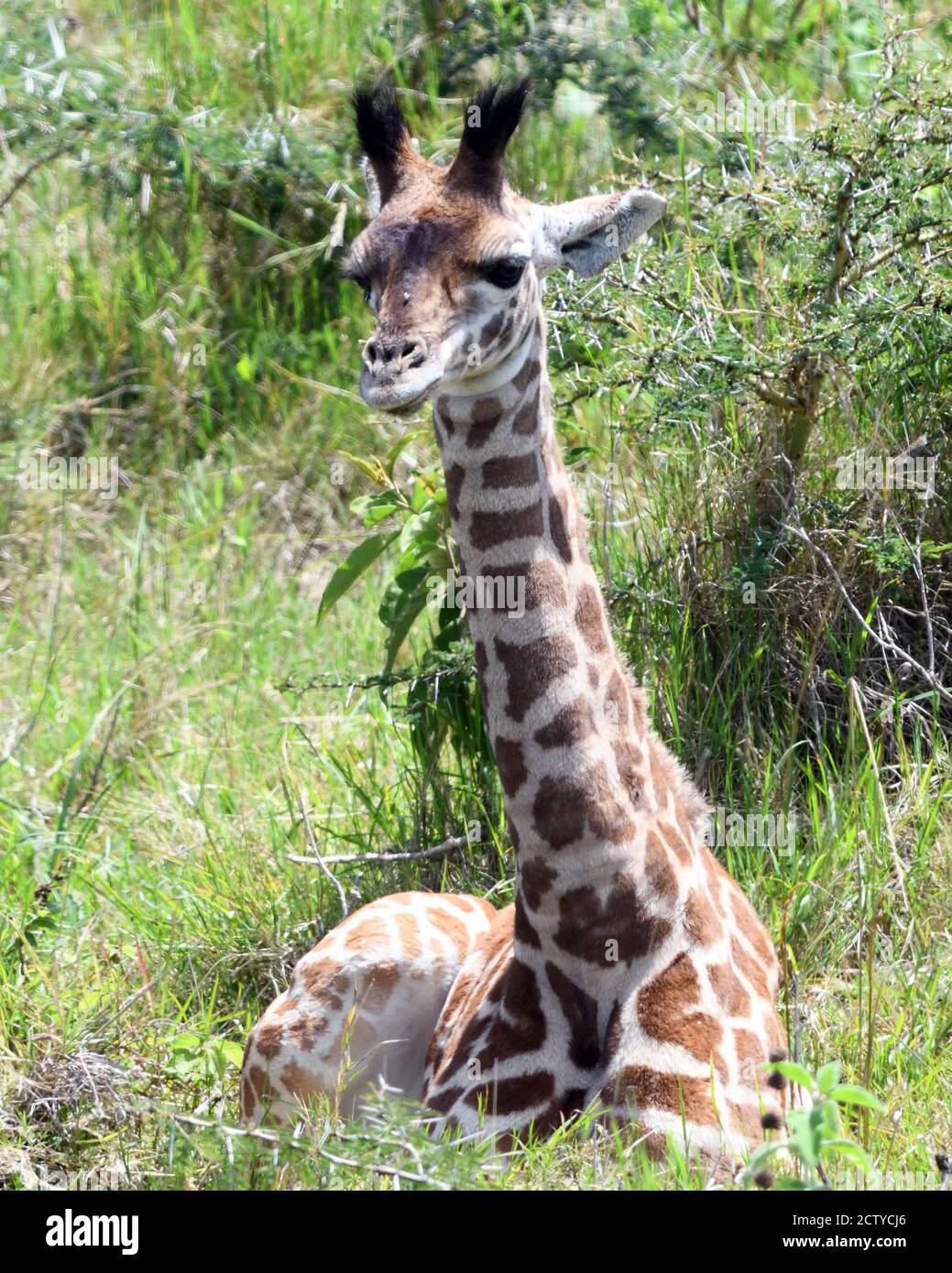 Une jeune girafe Masai (Giraffa camelopardalis tippelskirchii) a un repos tandis que sa mère navigue sur les arbres voisins. Parc national d'Arusha. Arusha, Tanz Banque D'Images