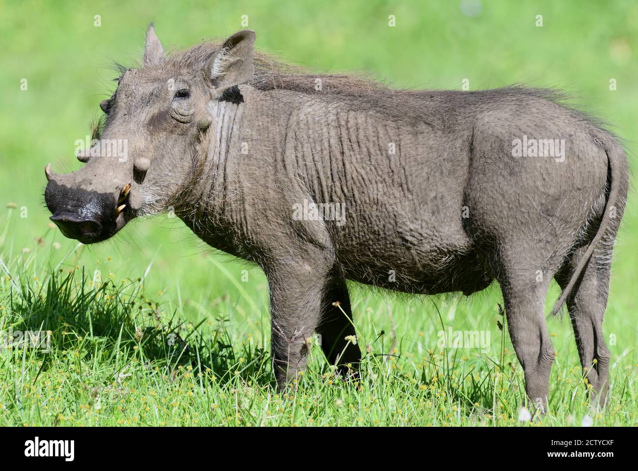 Un warthog commun (Phacochoerus africanus) a été enraciner pour la nourriture avec son musclé dans le sol humide. Parc national d'Arusha. Arusha, Tanzanie. Banque D'Images