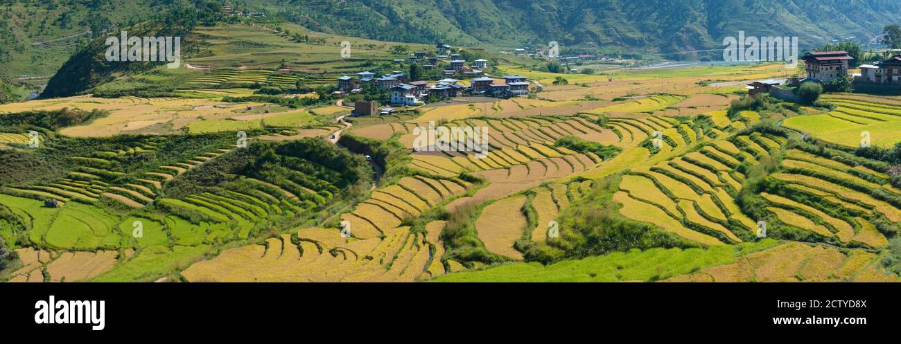 Champs et maisons en terrasses de riz dans les montagnes, Punakha, Bhoutan Banque D'Images