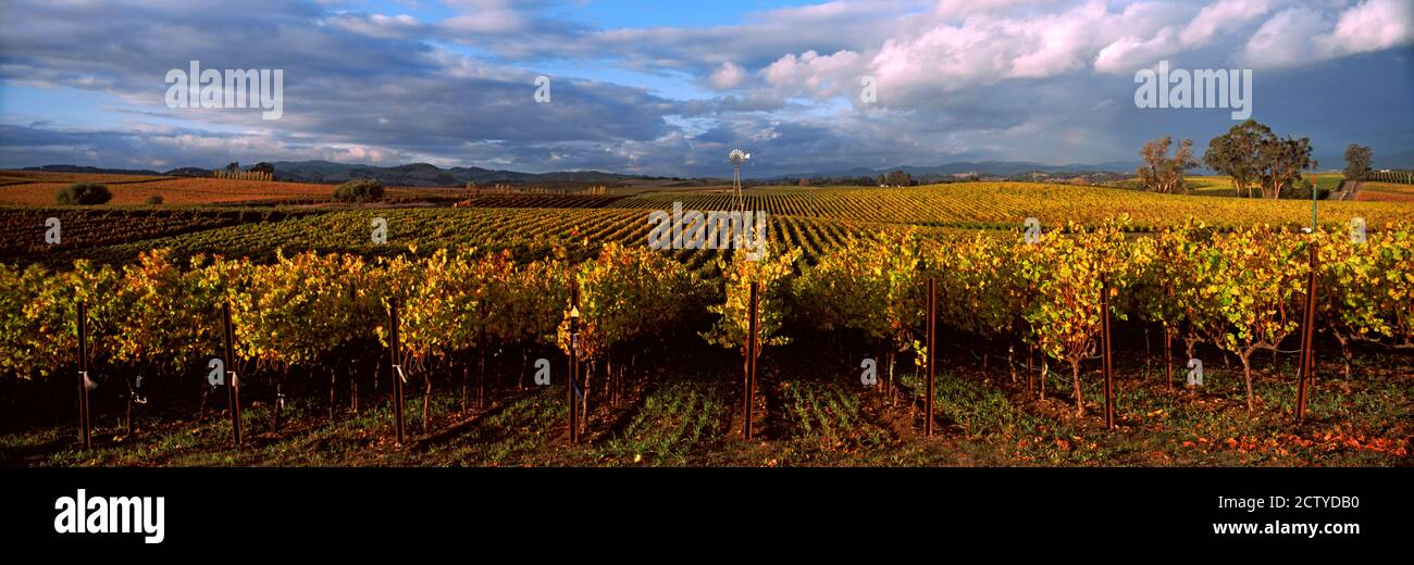 Vineyard, Napa Valley, Californie, USA Banque D'Images