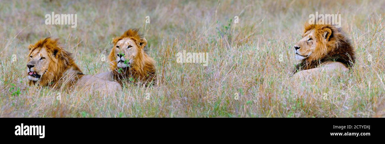 Lions mâles (Panthera leo) dans une forêt, Masai Mara, Kenya Banque D'Images