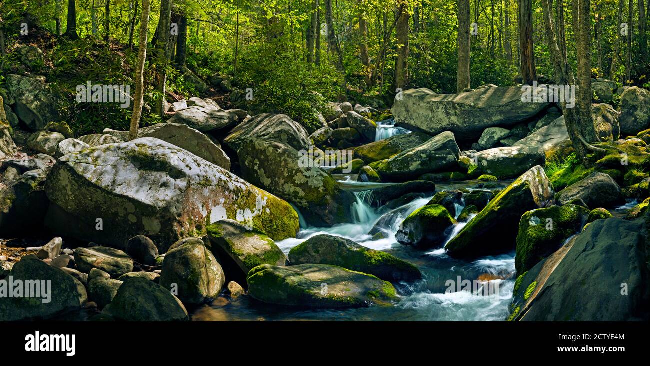 Cours d'eau dans une forêt, rivière Roaring Fork, sentier de randonnée de Roaring Fork Motor nature Trail, parc national des Great Smoky Mountains, Tennessee, États-Unis Banque D'Images