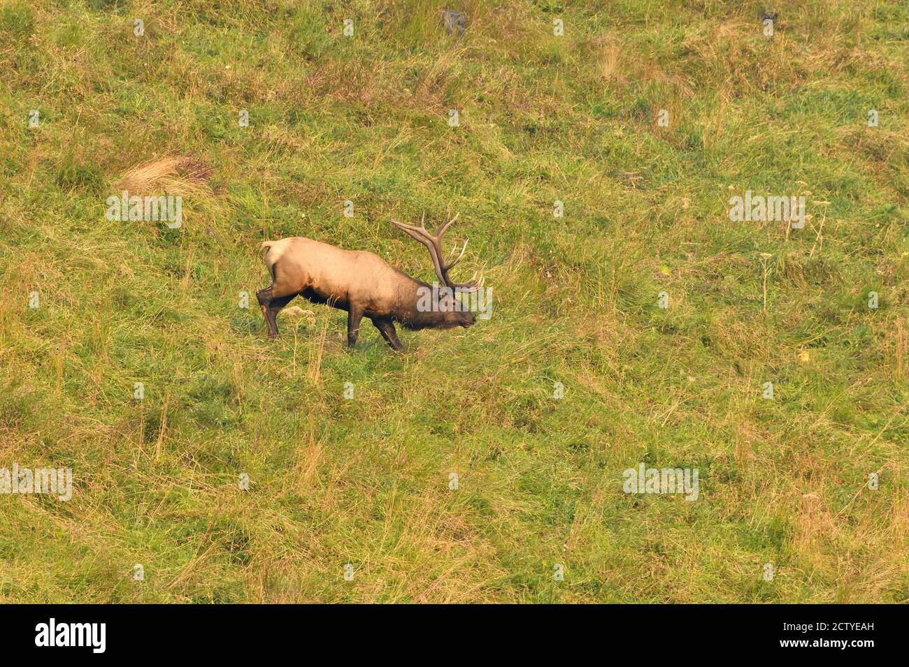 Un wapiti de taureau sauvage 'Cervus alaphus', qui marche dans une zone de prairie dans la région rurale du Canada de l'Alberta. Banque D'Images