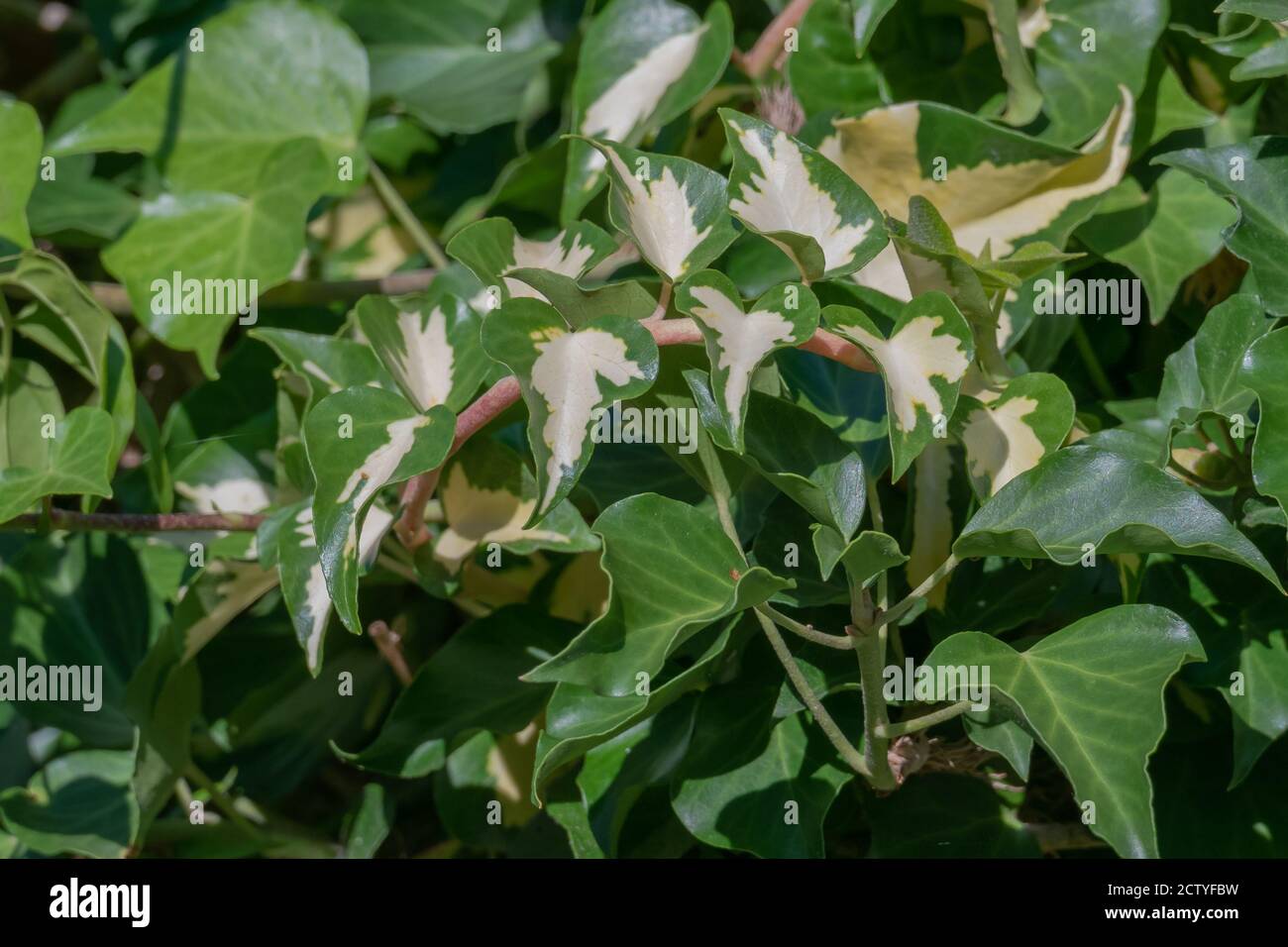 les feuilles de plante ivy variegated hedera helix vue rapprochée avec la lumière du soleil extérieur Banque D'Images