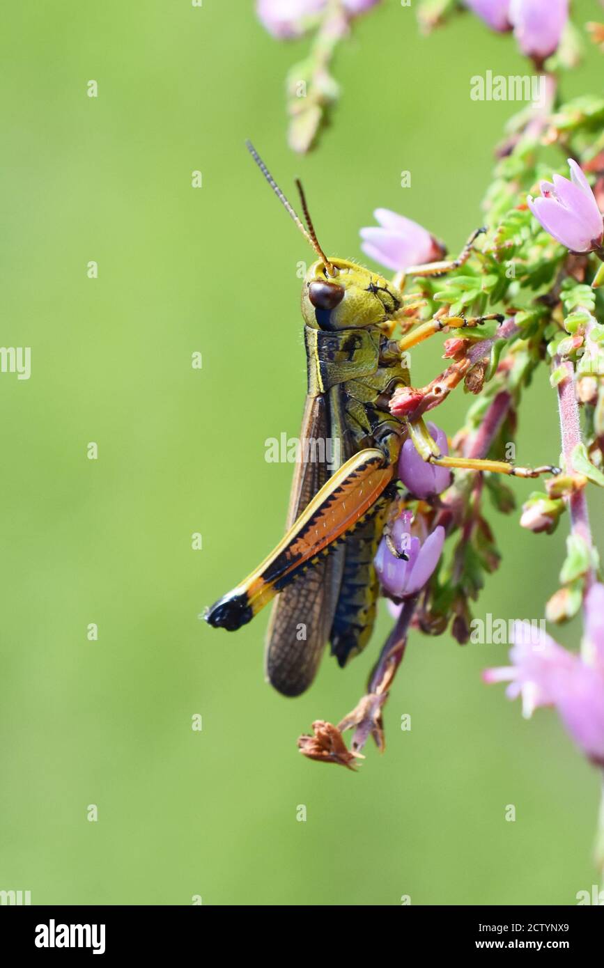 Le grand sauterelle des marais Stethophyma grossum sur fond vert Banque D'Images