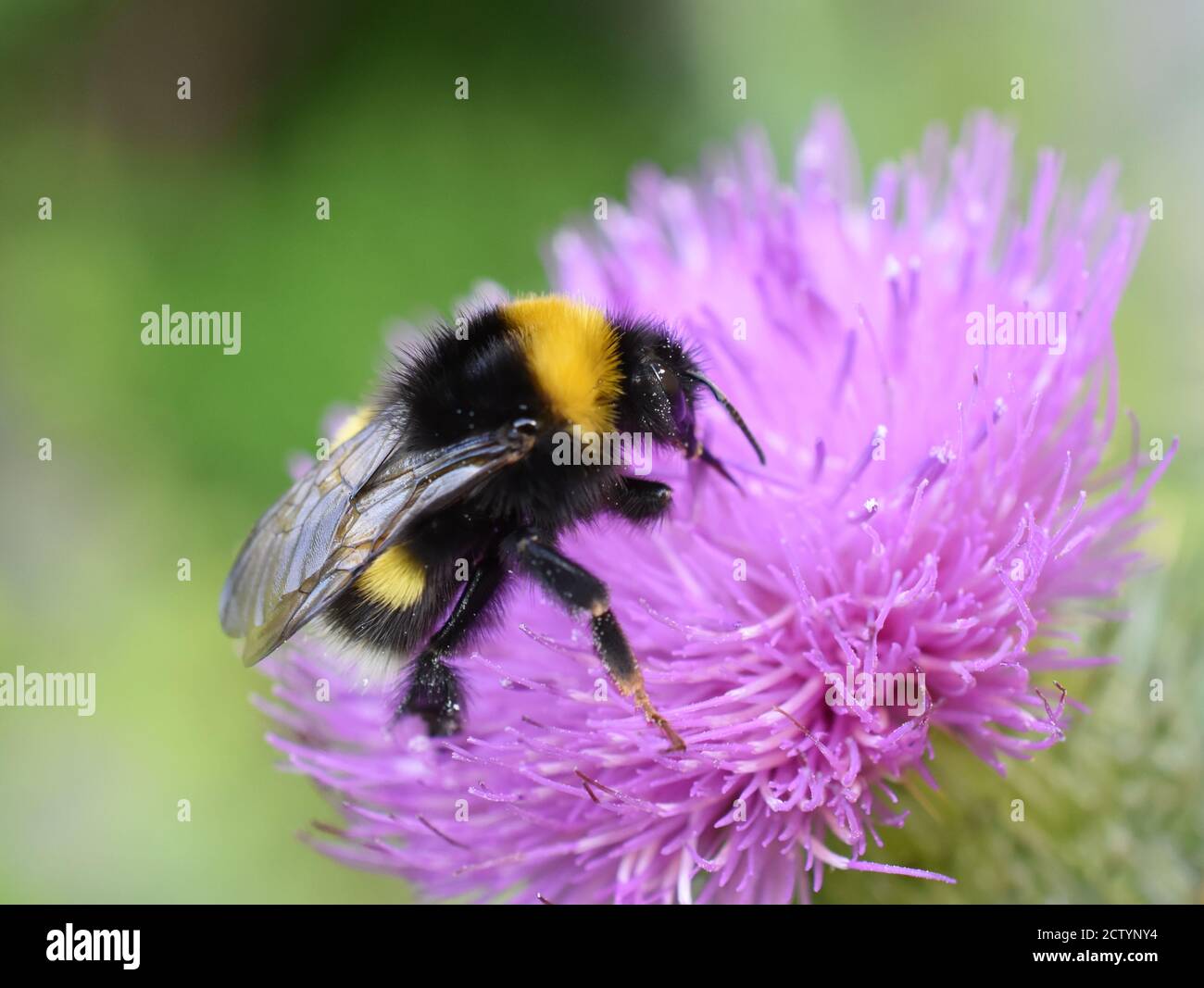 Le bombé Bombus lucorum collectant du pollen dans une fleur de chardon Banque D'Images
