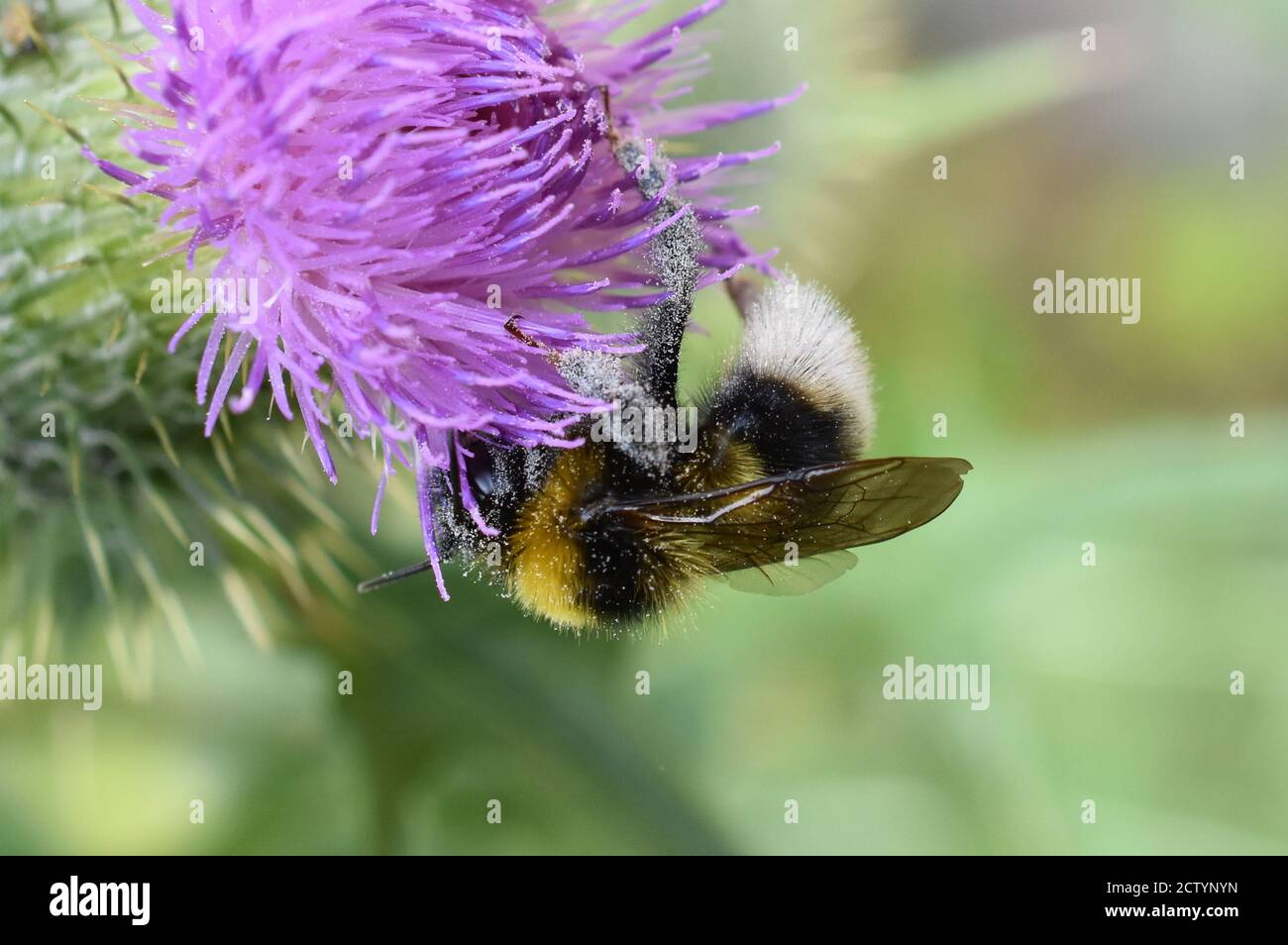 Le bombé Bombus lucorum collectant du pollen dans une fleur de chardon Banque D'Images