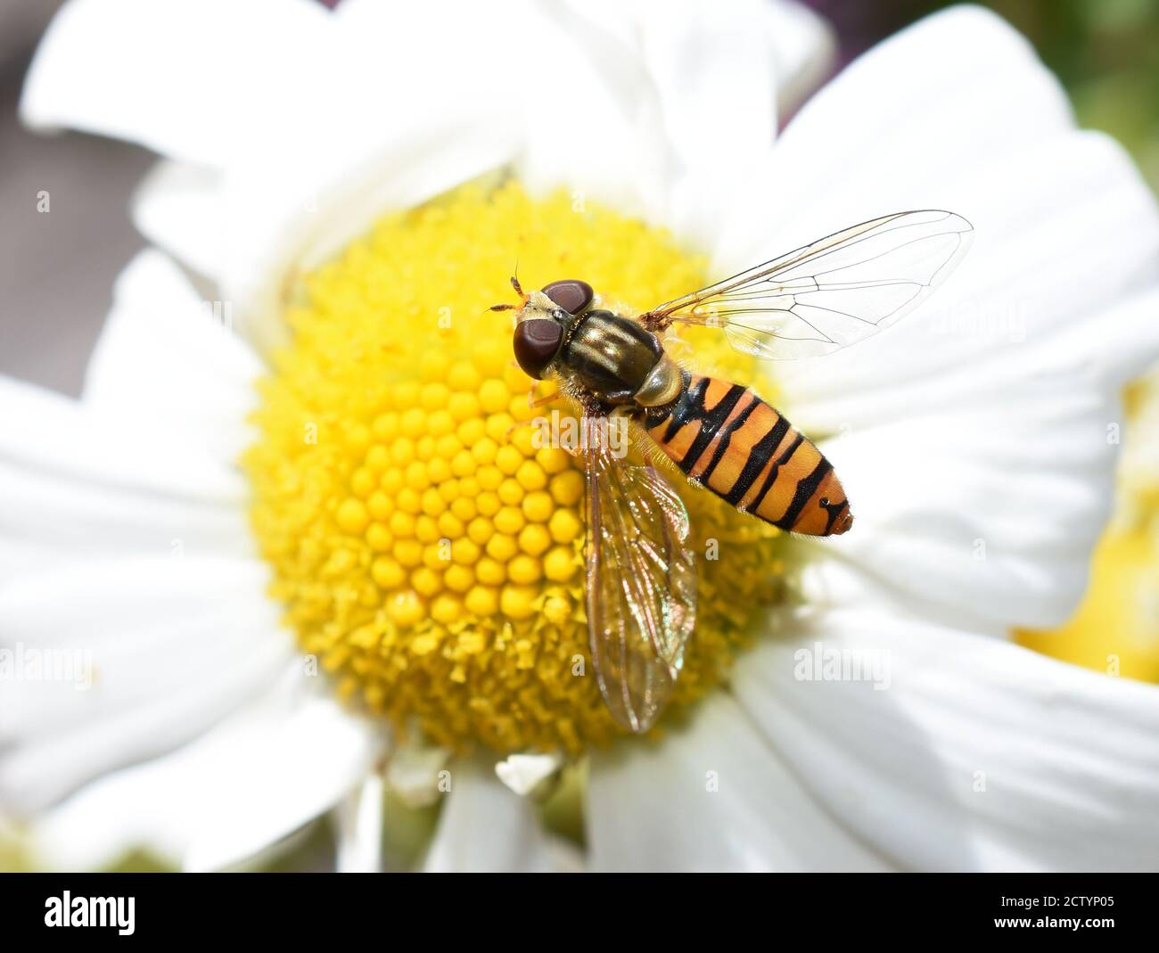 L'aéroglisseur episyrphus balteatus sur une fleur blanche de Marguerite Banque D'Images