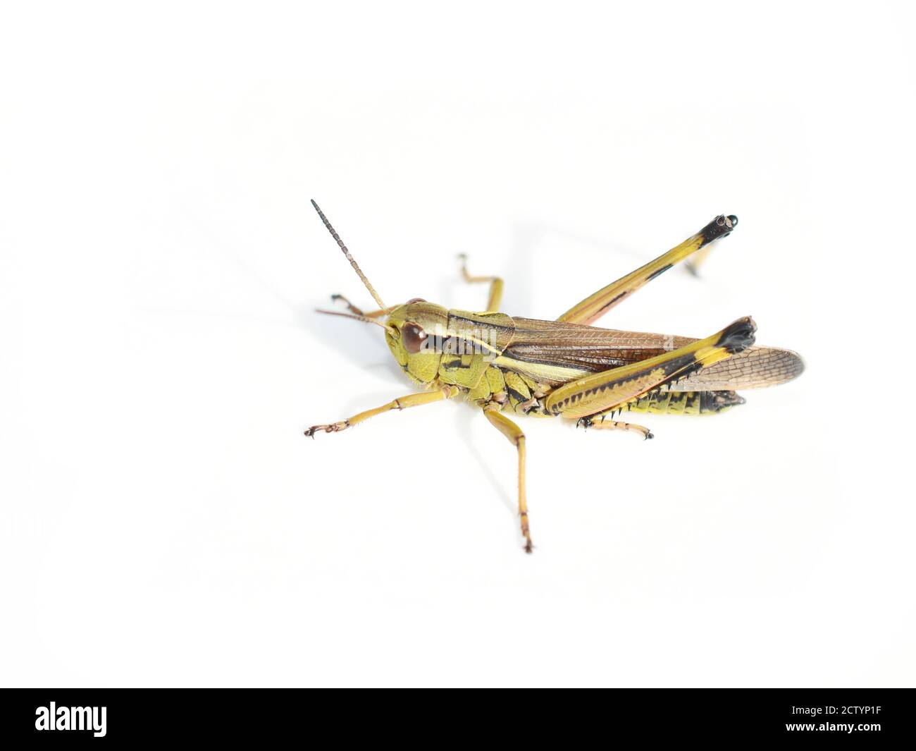 Le grand sauterelle des marais Stethophyma grossum isolé sur fond blanc Banque D'Images