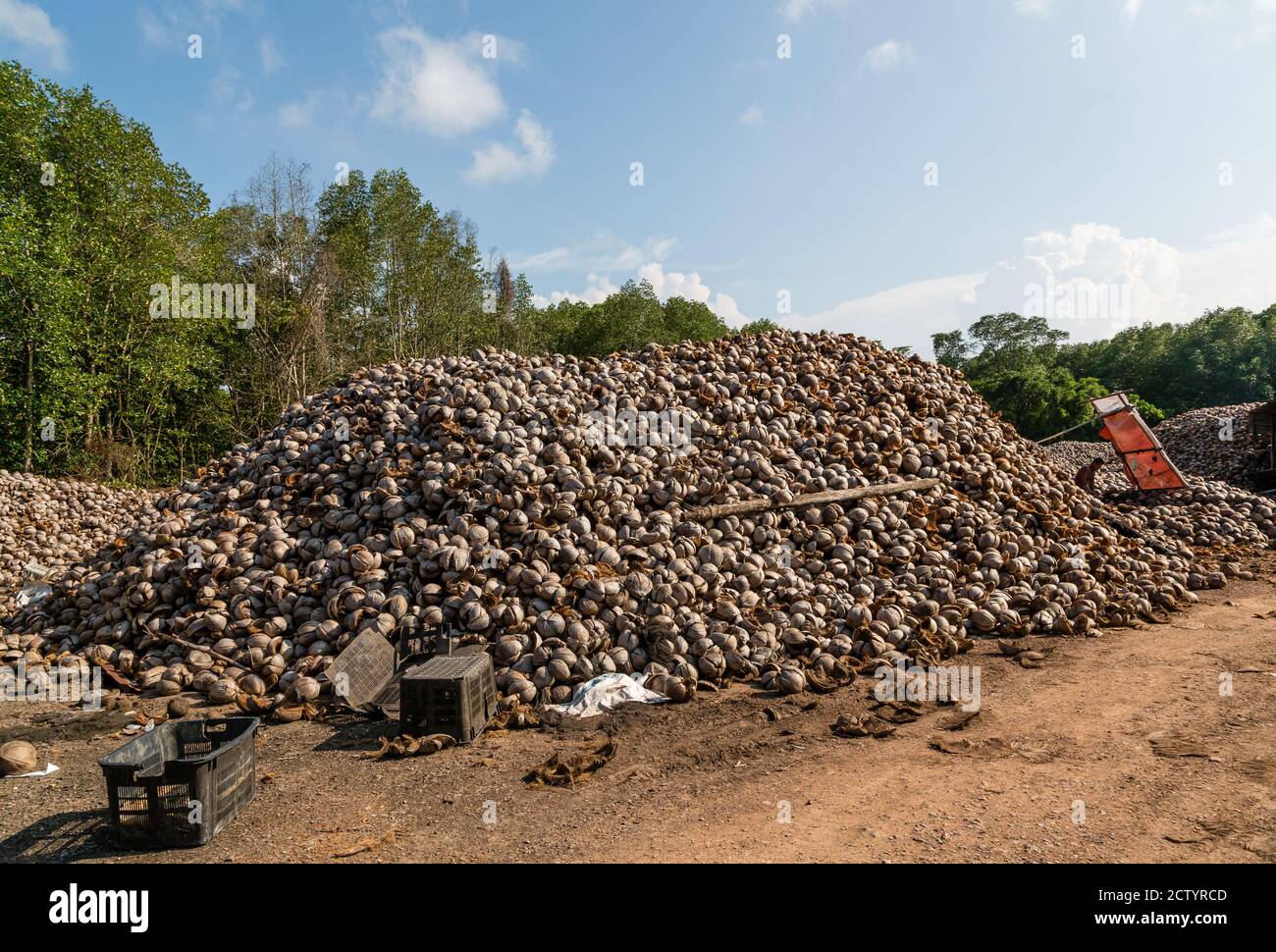 Des piles de noix de coco dans un centre de collecte et de transformation de noix de coco à Kudat. Sabah, Malaisie Banque D'Images