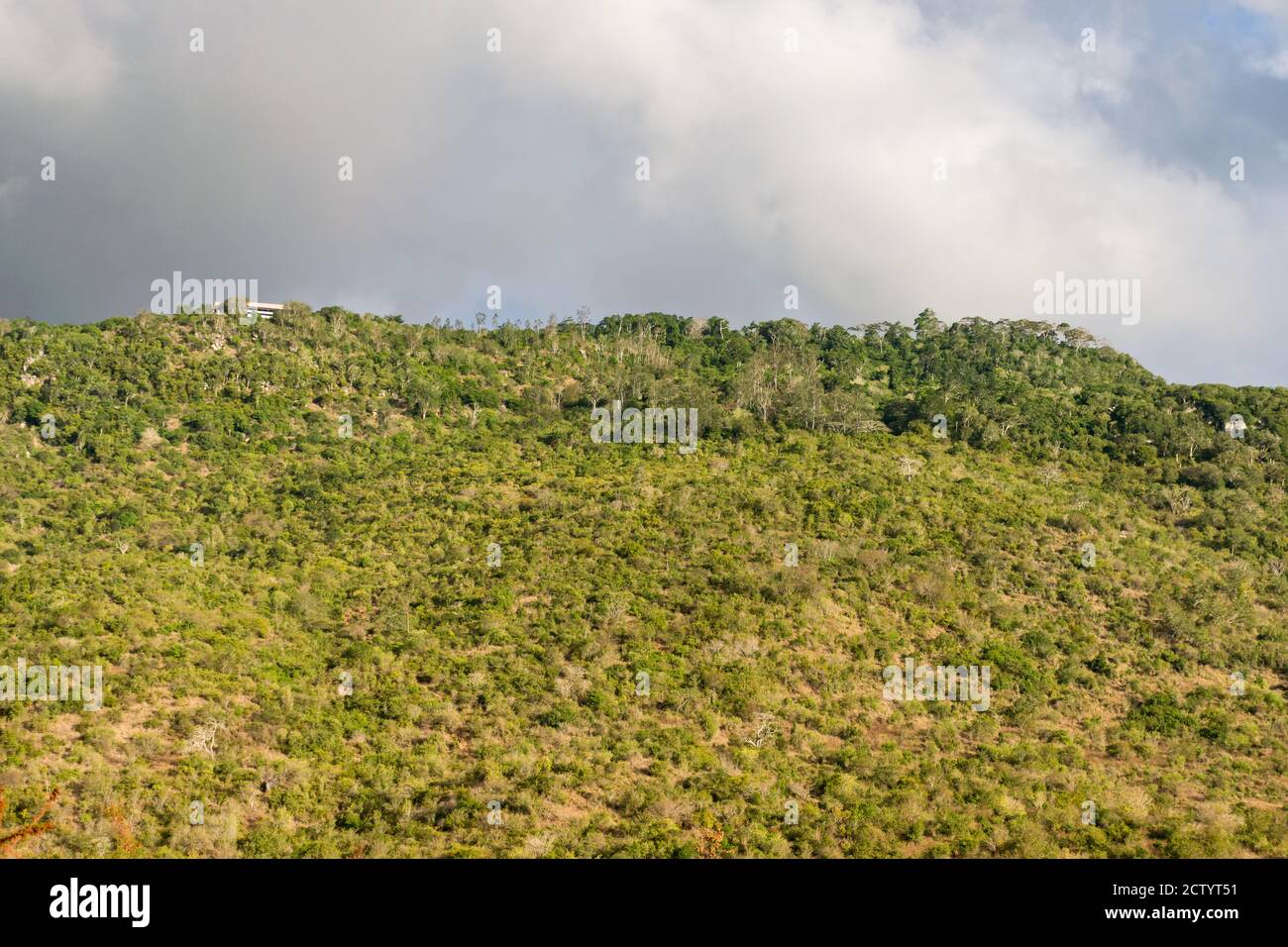 Une section de la réserve nationale de Shimba Hills, montrant des arbres sur une grande colline, Kenya, Afrique de l'est Banque D'Images