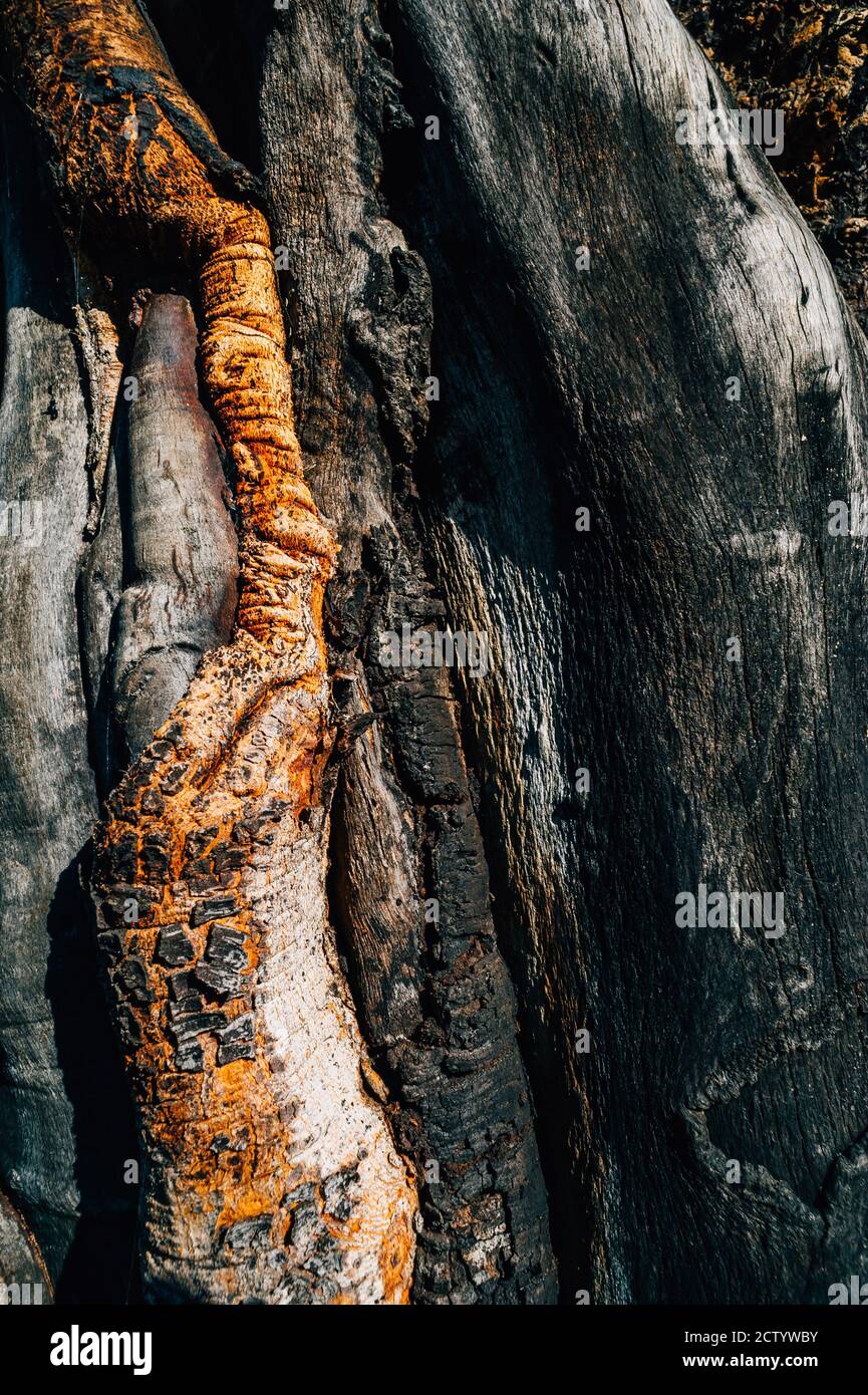 Arbre de forme organique Banque D'Images