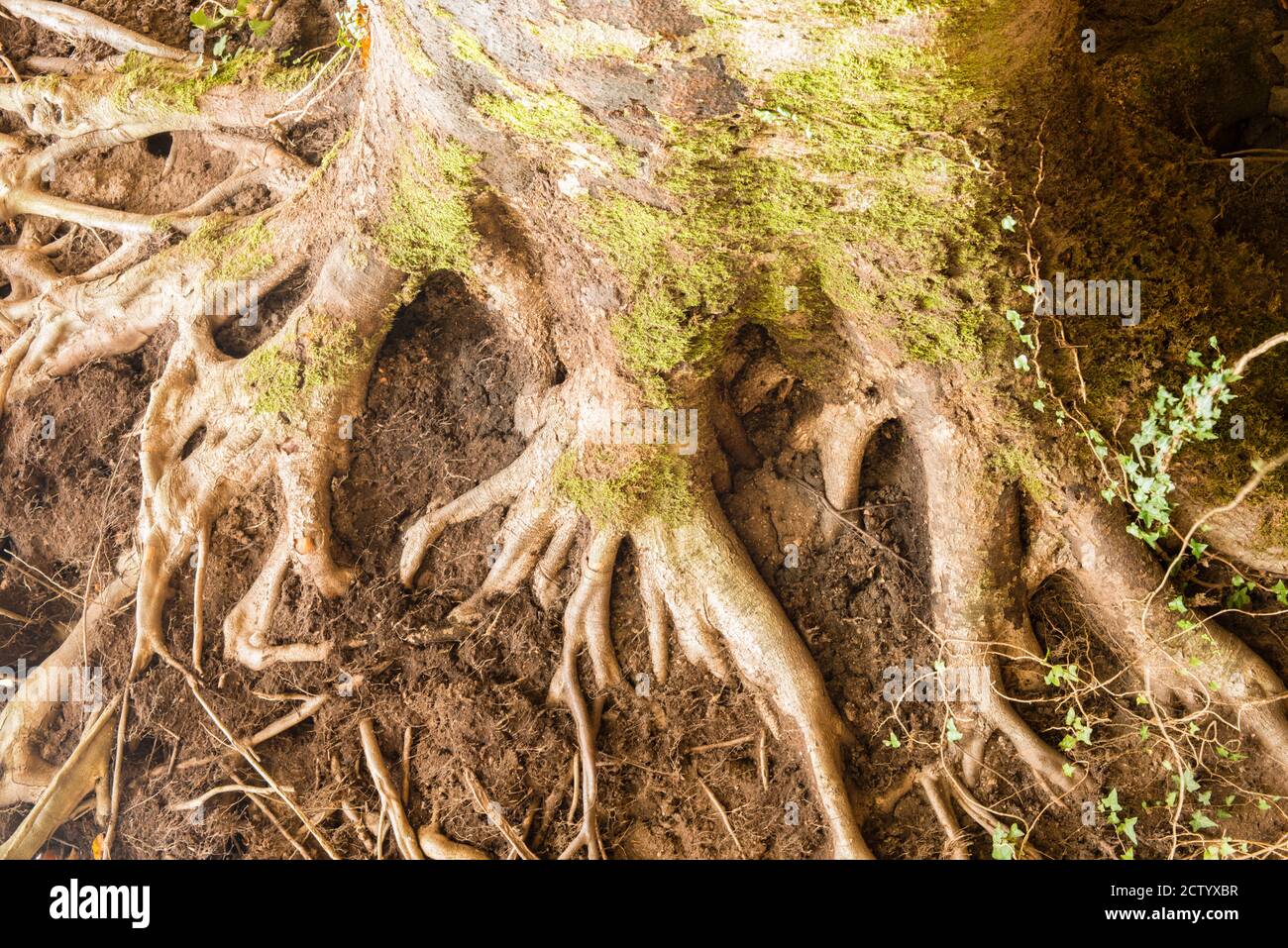 Tronc d'arbre de hêtre se rode en automne Banque D'Images