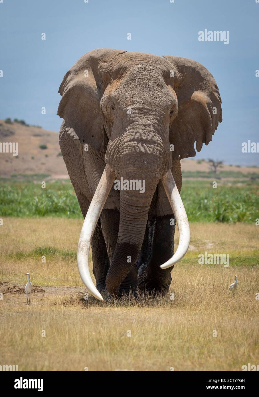 Portrait vertical d'un grand éléphant mâle avec un énorme blanc défenses marchant vers l'appareil photo avec le ciel bleu en arrière-plan À Kruger Park en Afrique du Sud Banque D'Images