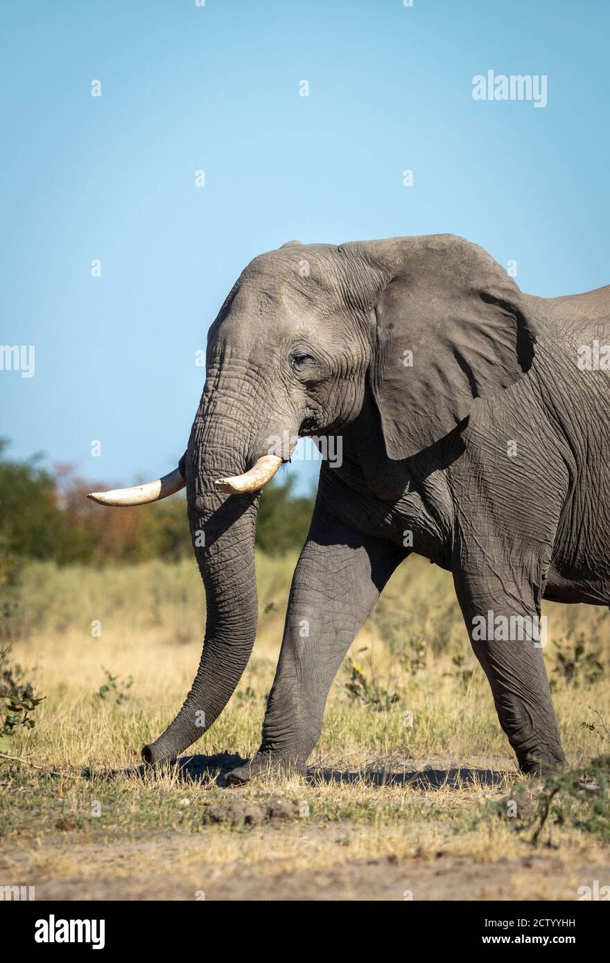 Portrait vertical d'un éléphant marchant avec le ciel bleu dedans Contexte à Savuti au Botswana Banque D'Images