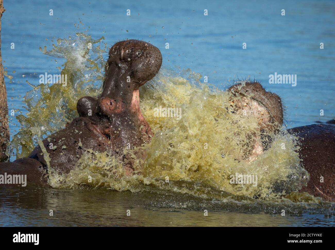 Deux hippopotames se battent dans l'eau dans le parc Kruger au sud Afrique Banque D'Images