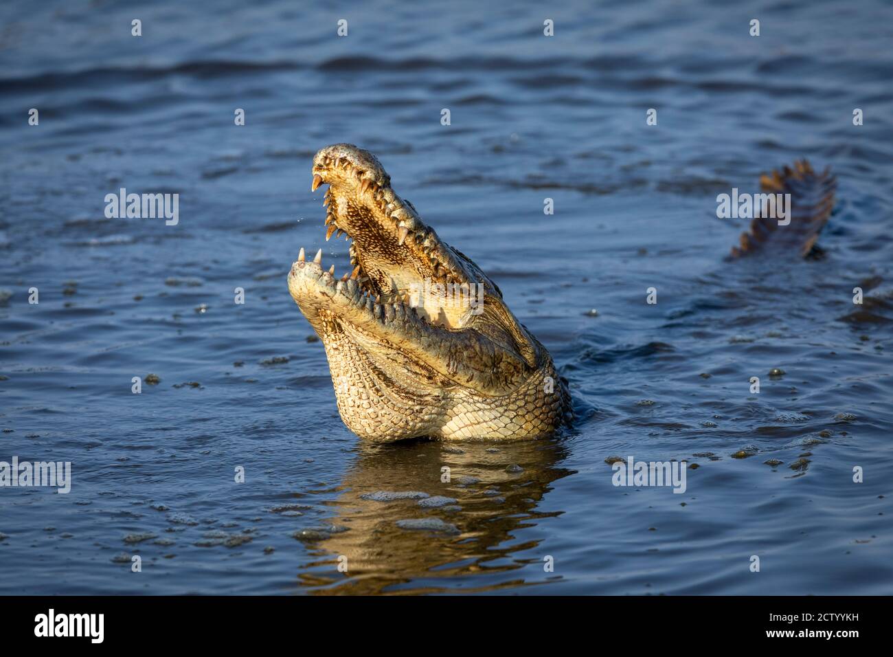 Crocodile à la bouche ouvert manger dans le parc Kruger dans le sud Afrique Banque D'Images
