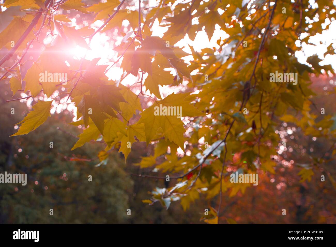 Feuilles d'érable jaune sur fond de lumière du soleil. Arrière-plan de l'automne. Banque D'Images