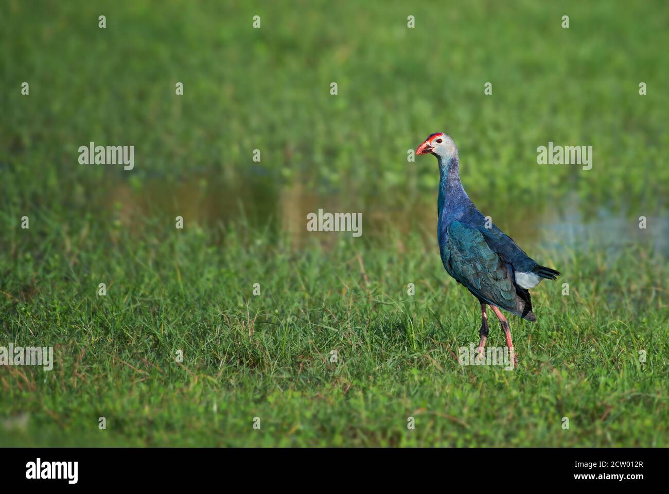 Marécages à tête grise - Porphyrio poliocephalus, magnifique oiseau coloré des eaux fraîches asiatiques, Sri Lanka. Banque D'Images