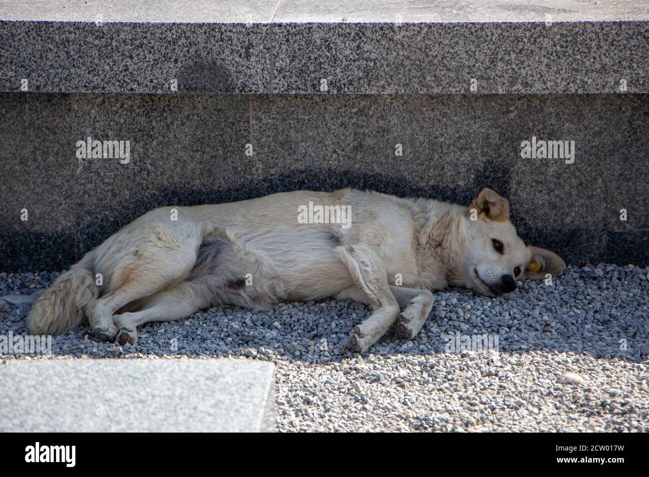 Un chien errant affamé s'est caché de la chaleur dans l'ombre de l'architecture urbaine. Banque D'Images