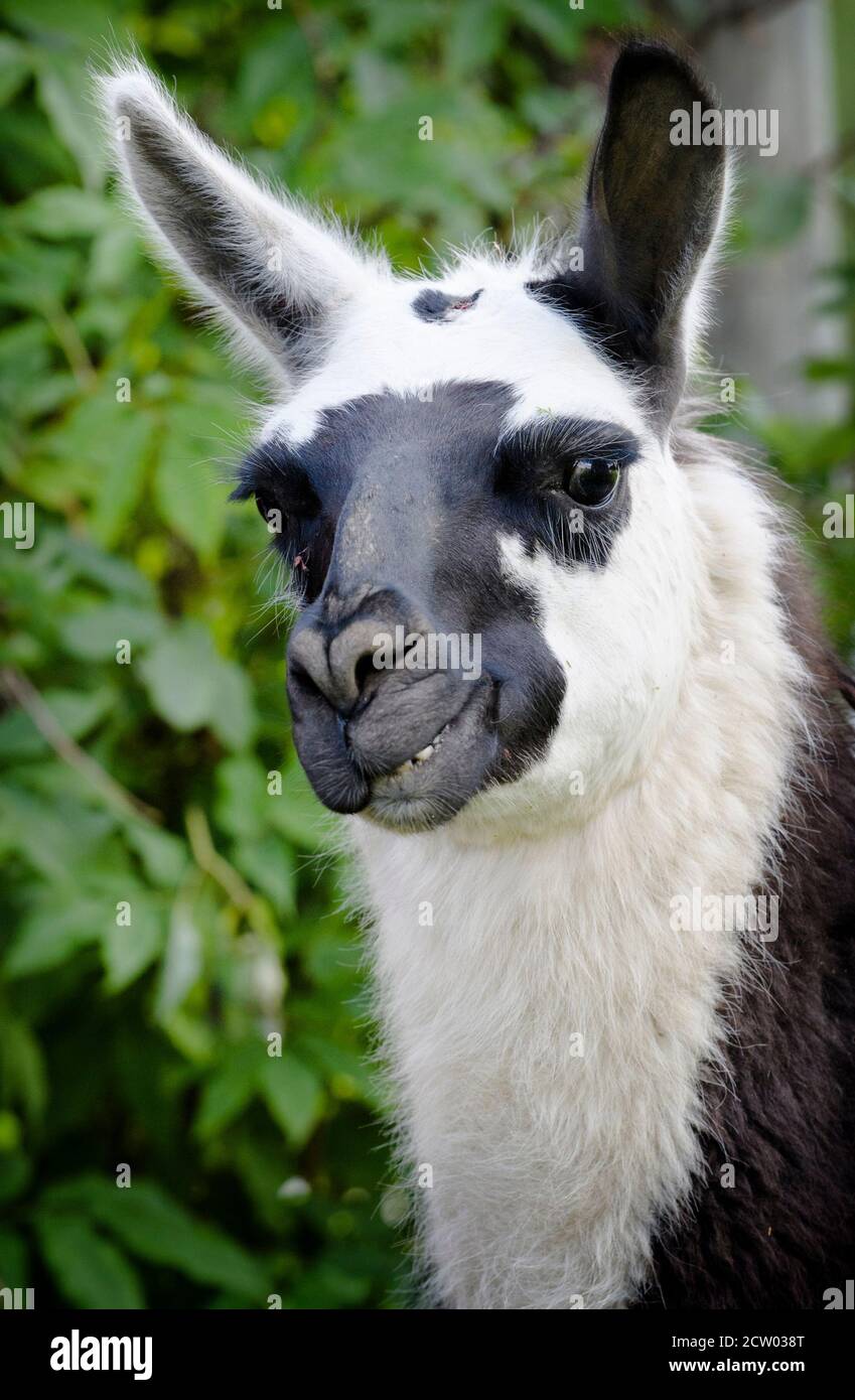 Le lama à la ferme en Norvège Banque D'Images