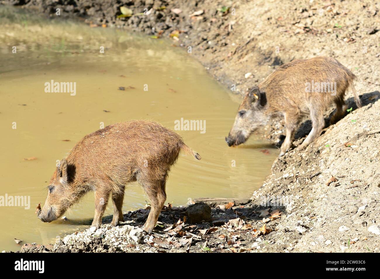Ernstbrunn, Basse-Autriche, Autriche. Jeunes sangliers (sus scrofa) dans l'enceinte Banque D'Images