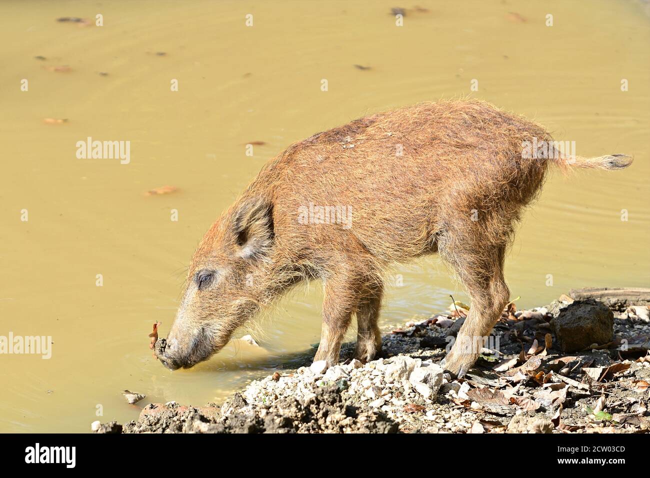 Ernstbrunn, Basse-Autriche, Autriche. Jeunes sangliers (sus scrofa) dans l'enceinte Banque D'Images