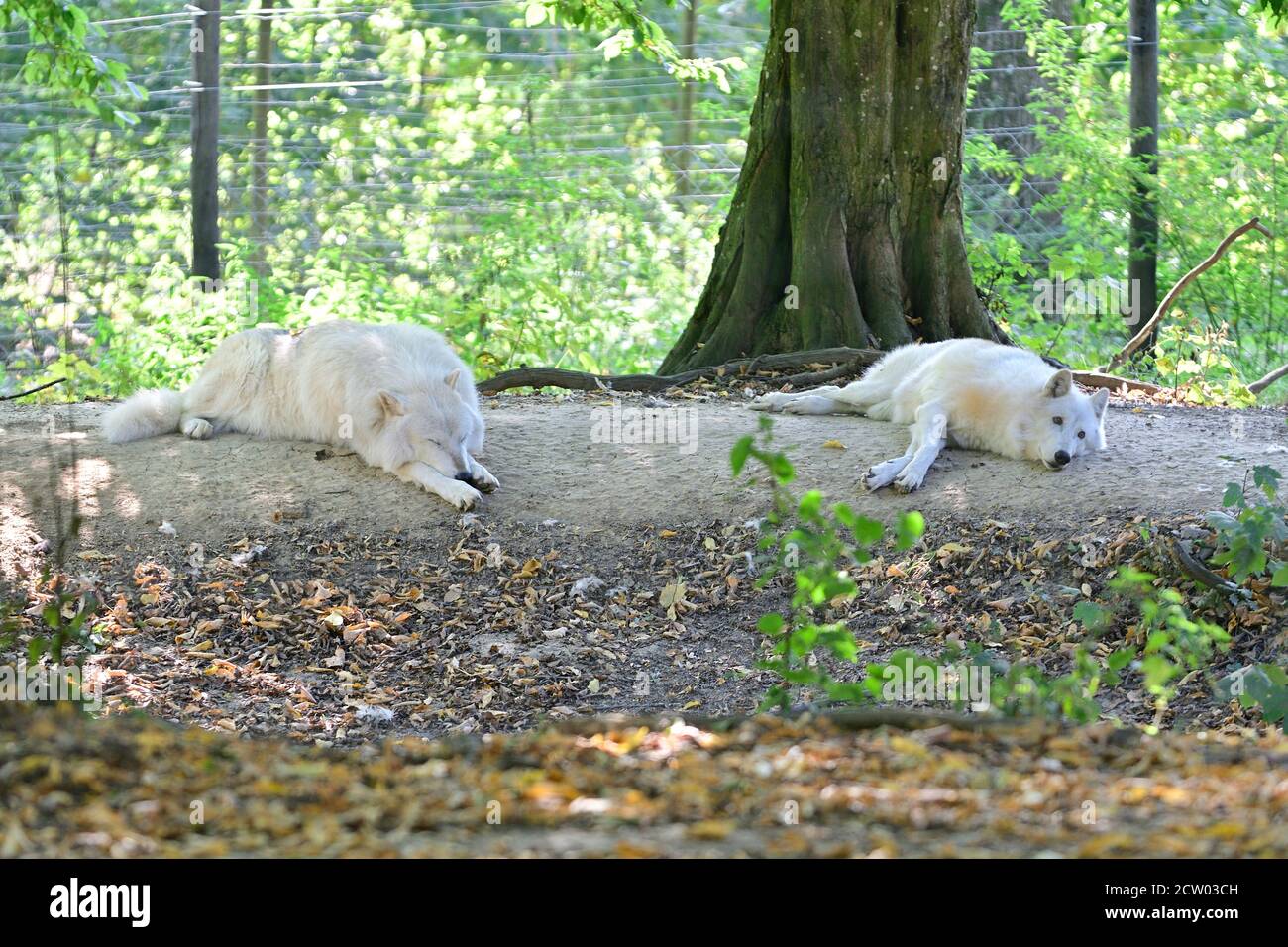 Ernstbrunn, Basse-Autriche, Autriche. Le loup gris canadien (Canis lupus lycaon) dans l'enceinte Banque D'Images
