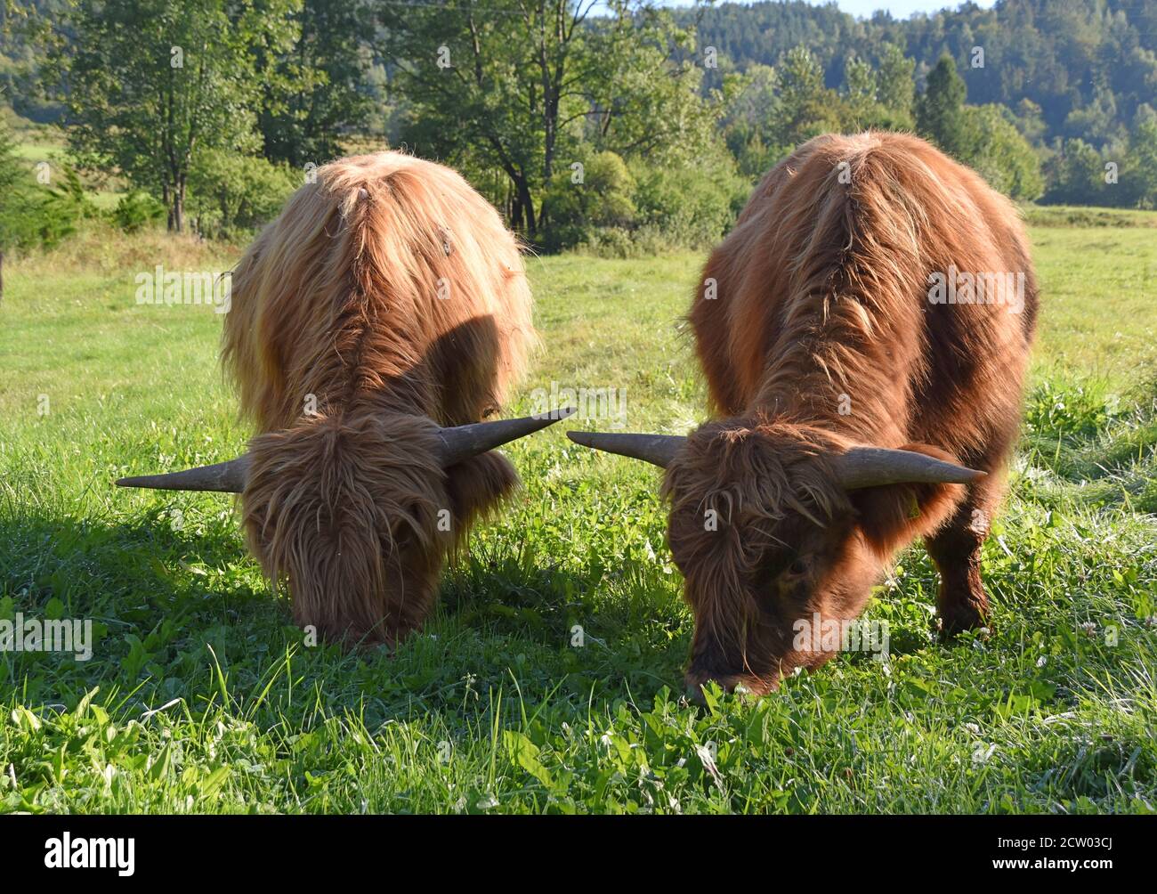 Vaches des Highlands qui paissent sur une prairie verte dans la Pologne rurale, mettant en valeur la beauté de l'agriculture traditionnelle et l'harmonie du bétail avec la nature. Banque D'Images