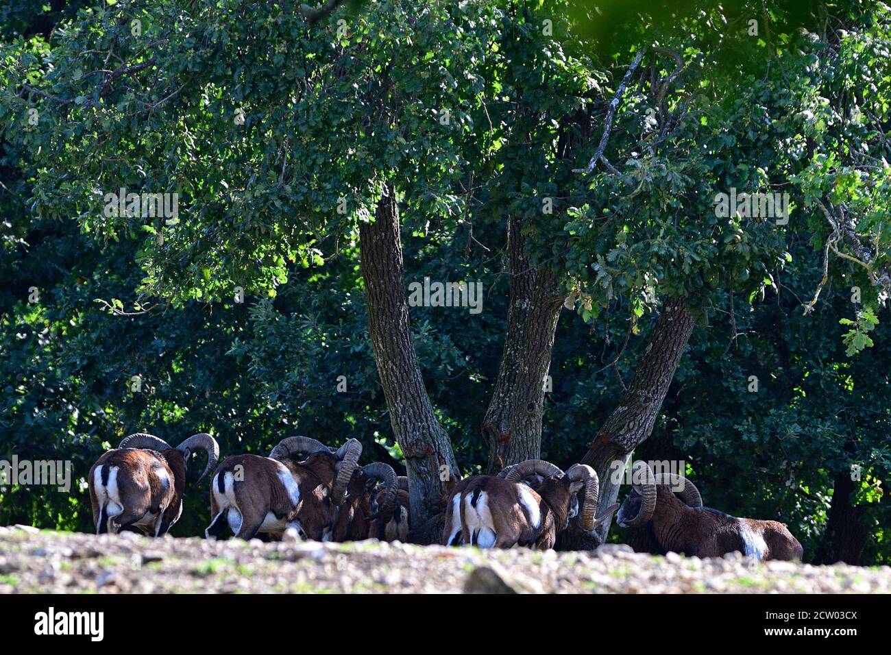 Ernstbrunn, Basse-Autriche, Autriche. Mouflon (Ovis gmelini musimon) dans l'enceinte Banque D'Images