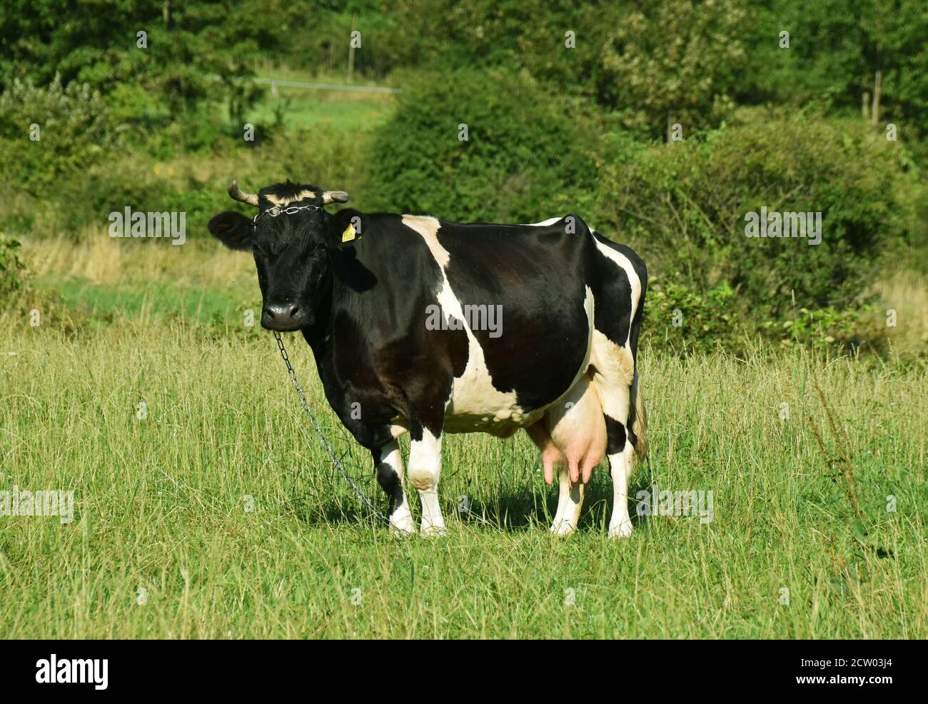 Vaches des Highlands qui paissent sur une prairie verte dans la Pologne rurale, mettant en valeur la beauté de l'agriculture traditionnelle et l'harmonie du bétail avec la nature. Banque D'Images