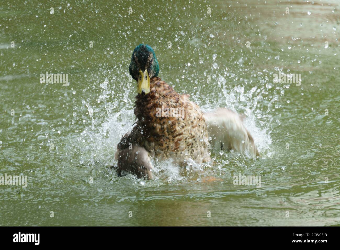 Nettoyage du canard et jeu dans l'eau à Hangerweiher Aachen Banque D'Images