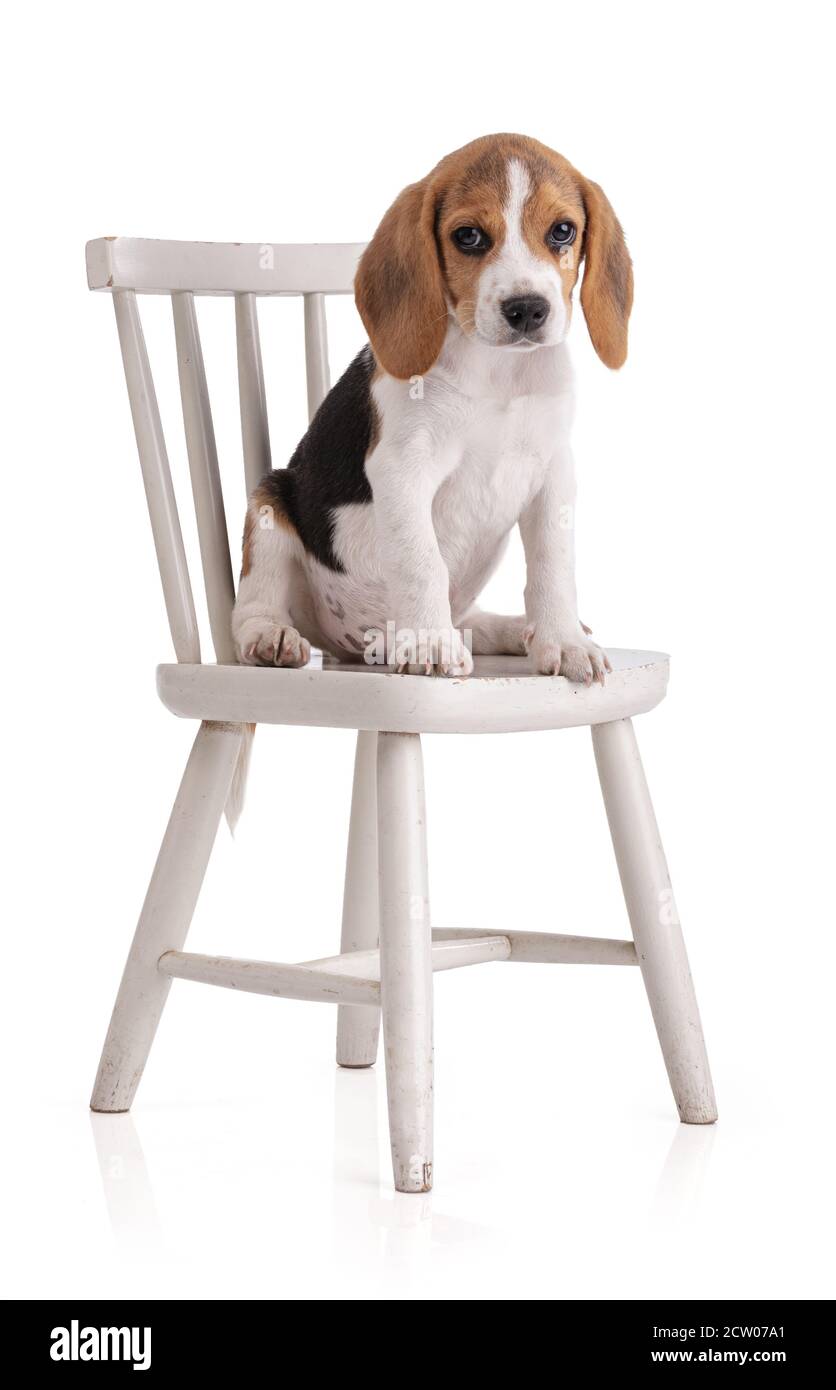 Mignon beagle chiot assis sur une chaise blanche sur un arrière-plan blanc Banque D'Images