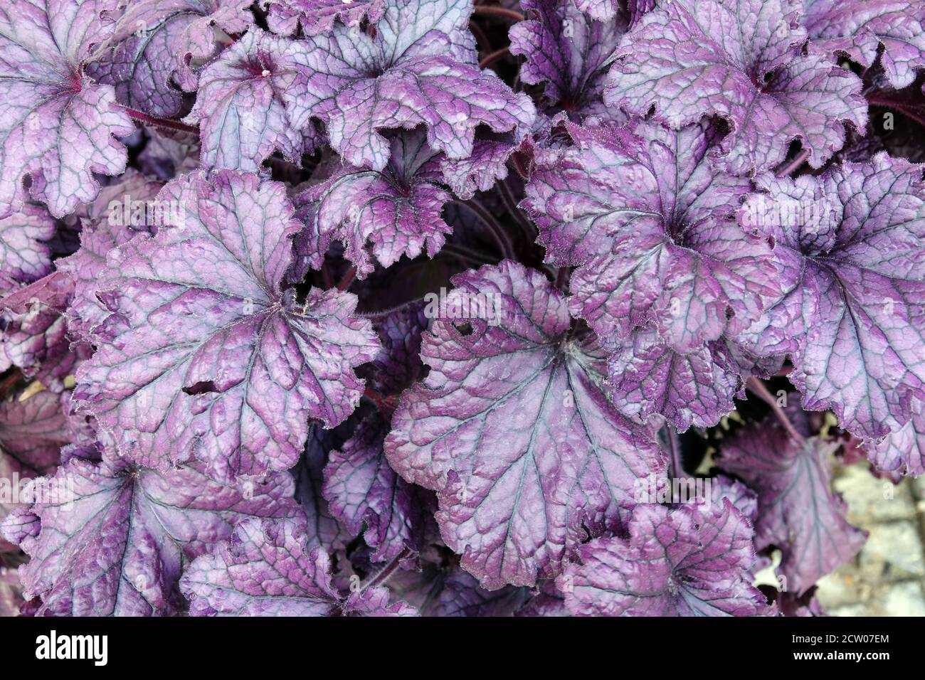 Pourpre foncé feuilles Heuchera 'Plum Royale' pourpre Heuchera Banque D'Images