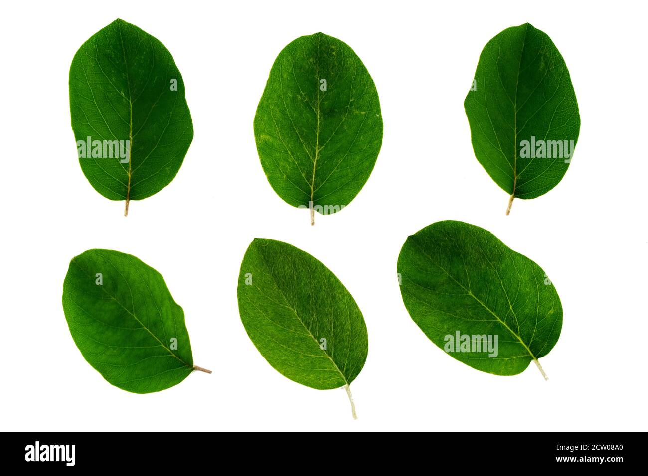 ensemble de feuilles vertes de coing isolées sur le blanc arrière-plan Banque D'Images