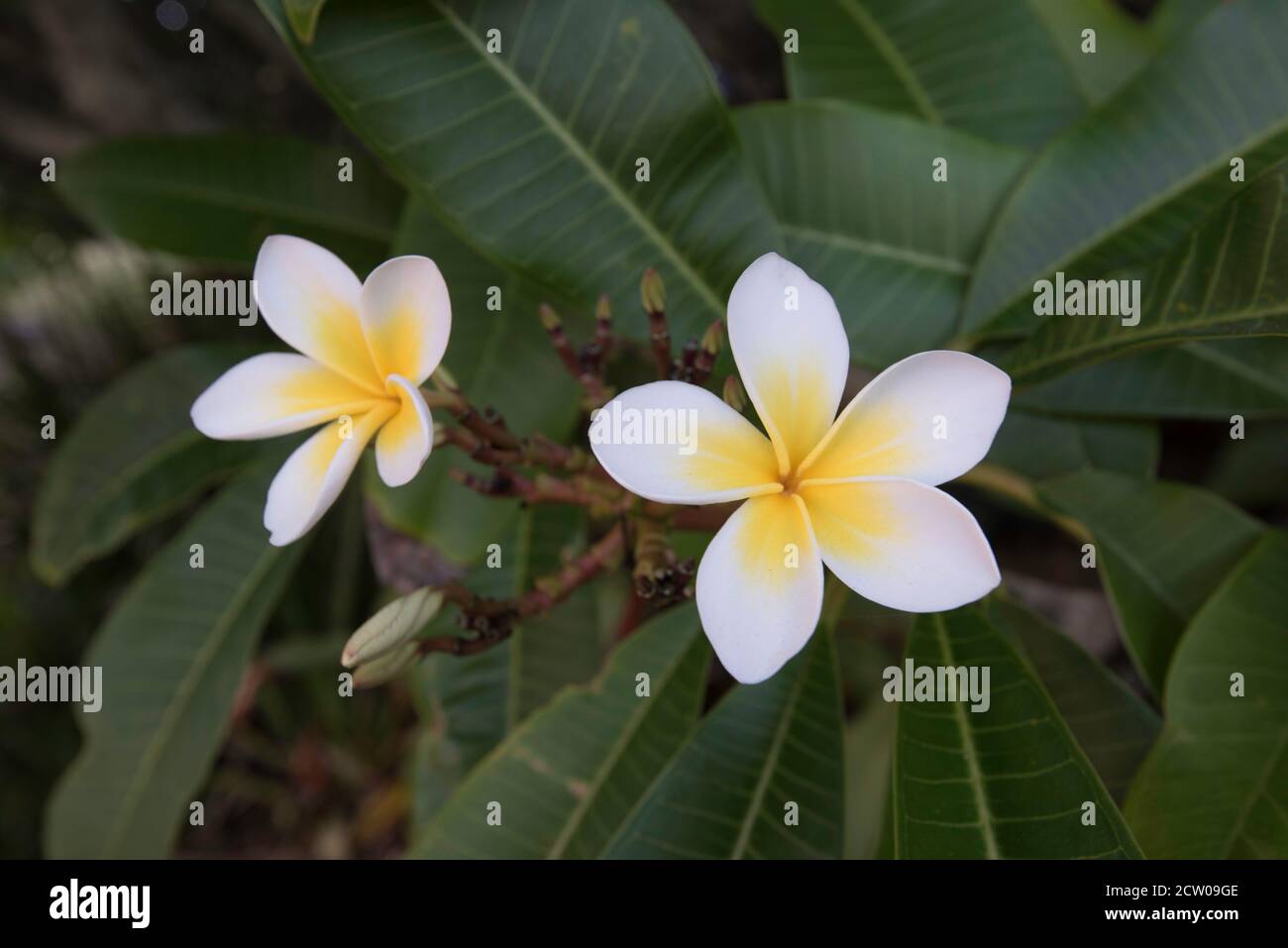 Un Fragipani ou Plumeria flower avec son centre jaune et blanc entourent produit un très beau parfum en été en Australie Banque D'Images