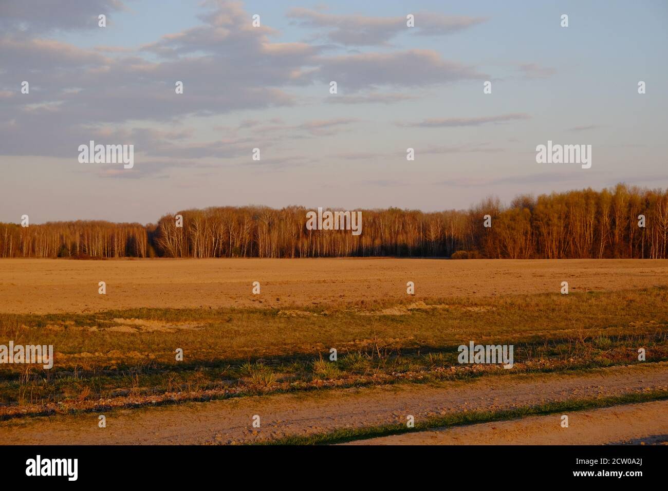 Ciel nuageux le soir au-dessus de la forêt. Champ. Banque D'Images